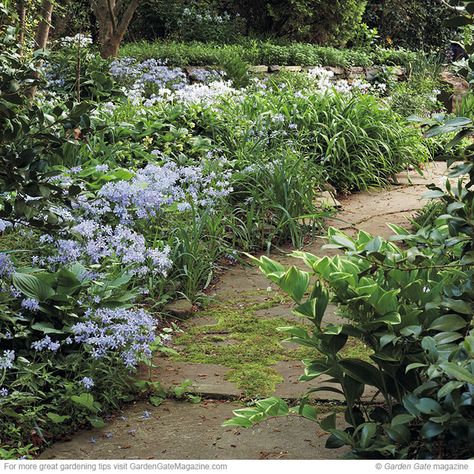 Design a unique, easy-care landscape with these 3 native shade plants that will stand out from the crowd. California Native Shade Plants, Native Shade Plants, Gardening With Native Plants, Native Shade Garden, Native Plants Landscaping, Ohio Native Landscaping, Native Plant Garden Design, Native Garden Design, Understory Plants