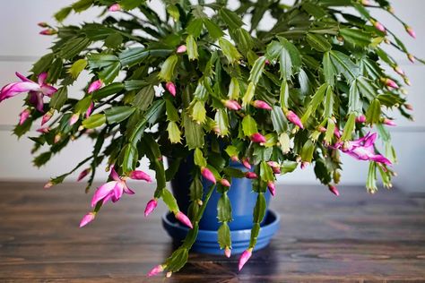 flair. Christmas Cactus Propagation, Christmas Cactus Care, Christmas Cactus Plant, Easter Cactus, Thanksgiving Cactus, Holiday Cactus, Cactus Care, Christmas Cactus, Tomato Plants