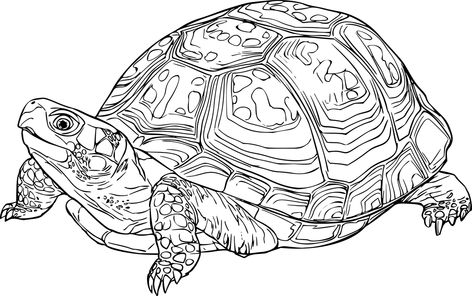 Animal, Nature, Reptile, Tortoise, Turtle Sea Turtles Drawing, Turtles Drawing, Tortoise Drawing, Turtle Sketch, Tortoise Tattoo, Sea Turtle Drawing, Eastern Box Turtle, Turtle Drawing, Box Turtle