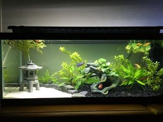 Beginner Plants, Black Aquarium, Black Gravel, Water Terrarium, Fish Tank Themes, Fish Tank Terrarium, Cool Fish Tanks, Fish Tank Design, Planted Tank