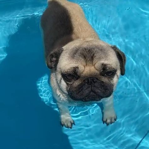 Summer Mood 😎❤️✨⁣⠀ ⁣⠀ ⁣⠀ @pangpangthepug⠀ . ⠀ . ⠀ . ⠀ . ⠀ Great post from @pugs⠀ . ⠀ #pugsofig #pugsandkisses #puglia #puglifestyle #pugglesofinstagram #pugspugspugs⠀ #pugfamily #dogoftheday #puppylove #ilovemypug #puppiesofinstagram #pugpuppies⠀ #doglife #pugsdaily #pugslife #puggy #doglovers #pugsofinsta #puggle #puppies⠀ #cutepug #pugofinstagram #pugmodel #pugface ⠀ #pugmania #pugstyle #pugbasement #puglicious #pugsoninstagram ⠀ . ⠀ . ⠀ ➡️ Follow @PugLovers365 for your daily dose of cute Pug Puggle Puppies, Cute Pug Puppies, Baby Pugs, Cute Small Animals, Riding Lessons, Pug Puppies, Pugs Funny, Summer Mood, Cute Animals Images