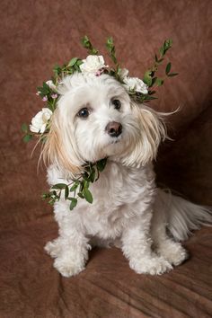 Let Him Go, Dog Model, Dog Fun, Easiest Dogs To Train, Flower Dog, Adorable Puppy, Wedding Pets, Happy Tails, Dog Modeling