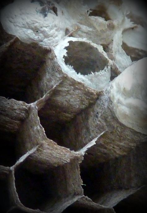 wasps nest (AV) Sacred Geometry Tree Of Life, Nature Sacred Geometry, Surfaces Architecture, Cave Craft, Mathematical Patterns, Sacred Geometry Meanings, Geometry Nature, Art Forms In Nature, Sacred Geometry Flower Of Life