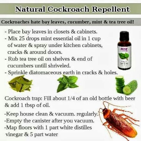 Natural cockroach repellant Diy Cockroach Repellent, Natural Roach Repellant, How To Clean Up After Roaches, Natural Cockroach Repellent, Natural Roach Repellent For Home, Cockroaches How To Get Rid Of, Roaches Get Rid Of Diy, Home Remedies For Roaches, Cockroach Repellent