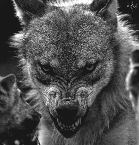 Wolf Growling, Snarling Wolf, Angry Wolf, Angry Animals, Fierce Animals, Wolf Images, Wolf Photography, Wolf Photos, Wolf Spirit Animal