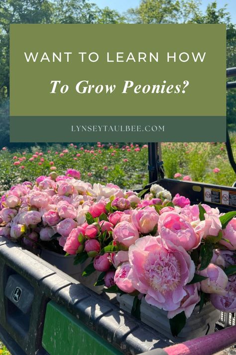 Grow Peonies, Peony Garden Ideas, How To Grow Peonies, Types Of Peonies, Peonies Garden Flower Beds, Peony Field, Peony Farming, Growing Peony From Cuttings, Companion Plants For Peonies