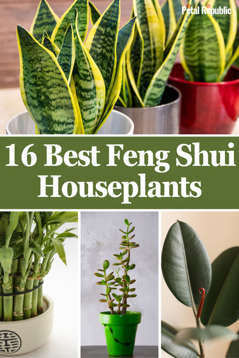 Houseplants not only help us to reconnect with nature, but they also enliven virtually any living space and work great in both home and office environments. According to the principles of the practice of feng shui, plants have the potential to affect energy (qi) indoors in both negative and positive ways. Indoor Money Plant Decor Ideas, Feng Shui Plants Front Doors, Indoor Plants For Bathroom, Feng Shui Your Desk, Best Plants For Home, Feng Shui Plants, Money Tree Plant, Types Of Houseplants, Negative And Positive