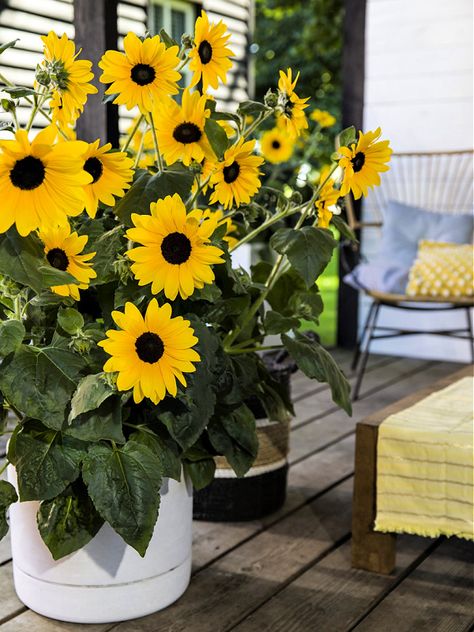 Growing Sunflowers in Pots: A Step-by-Step Guide Sunflowers In Planters, Indoor Sunflower Plant, Sunflower Container Gardening, Sunflowers In Pots Planters, Planting Sunflowers In Pots, How To Grow Sunflowers In A Pot, Growing Sunflowers In Pots, Sunflower Planter Ideas, Sun Flower Garden Ideas