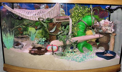 My dream set up. This had to have taken forever to collect all of this. I especially love the hanging net and the green tube slide! Ingenious! Crabitat Ideas, Hermit Crab Cage, Hermit Crab Homes, Crab Habitat, Hermit Crab Habitat, Crab Tank, Hermit Crab Tank, Bearded Dragon Terrarium, Hanging Net