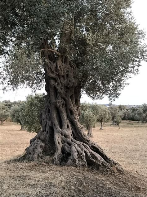 Olive Tree Care, Growing Olive Trees, Dream Garden Backyards, Modern Water Feature, Front Lawn Landscaping, Nature Sketch, Fall Garden Vegetables, Tree Of Life Tattoo, Recycled Garden