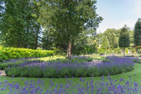 SURREY DRIVEWAY | Pollyanna Wilkinson Garden Design Pollyanna Wilkinson, Outdoor Paving, Garden Design Plans, Evergreen Trees, Driveway, Landscape Design, Garden Design, Golf Courses, Outdoor Gardens