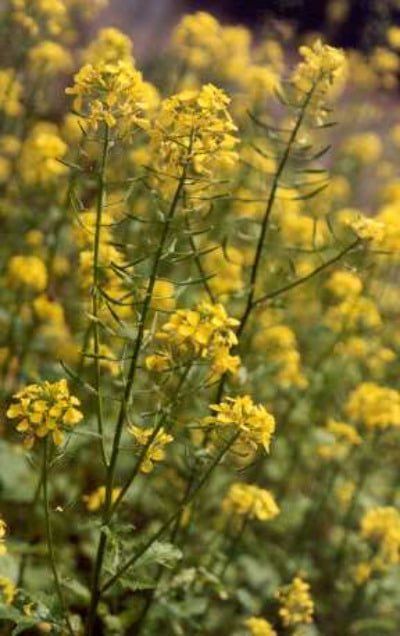 white mustard plant in wild common edible plants Wild Mustard, Victorian Language, Edible Weeds, Mustard Plant, Wild Foraging, Food Chinese, Mustard Flowers, Edible Wild Plants, Surviving In The Wild