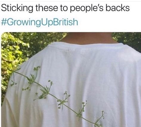 British Childhood, England Funny, Growing Up British, British Memes, English Memes, British Things, British Humor, School Memes, Text Jokes