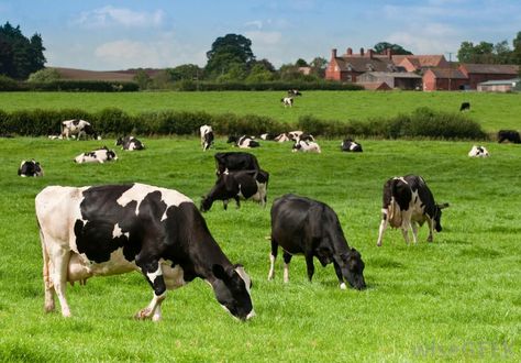 Holsteins grazing Black And White Cows, White Cows, Cow Pasture, Livestock Farming, Dairy Cattle, Factory Farming, Dairy Cows, Great Plains, Dairy Farms