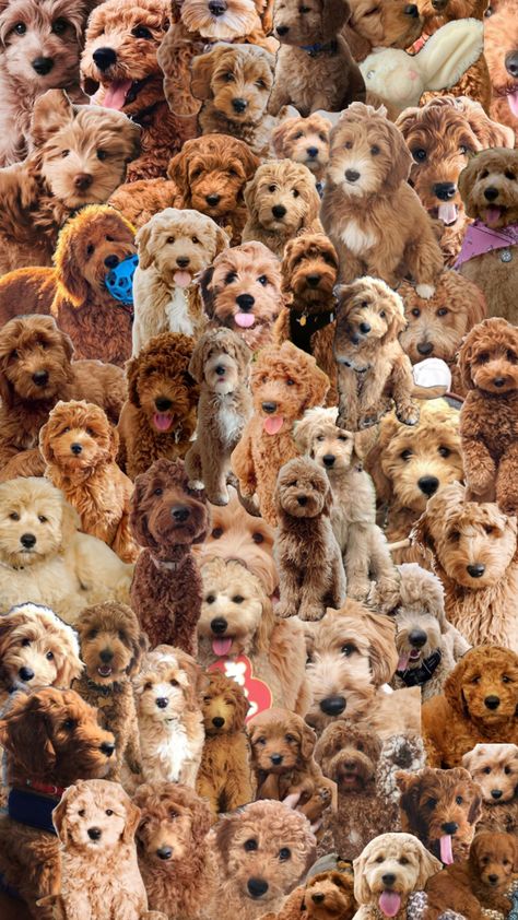 #puppies #goldendoodle Golden Doodle Wallpaper, Goldendoodle Christmas, Goldendoodle Aesthetic, Golden Doodle Puppy, Maya Gold, Golden Doodle, Golden Doodle Dog, Doodle Puppy, Mini Goldendoodle