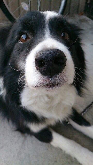 Types Of Bellies, Border Collie, Black And White, White, Black