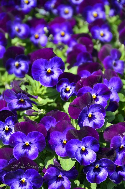 Remembering Mama's Pansy CircleBed. Remembering Grandma, Purple Pansies, Favour Tags, Purple Pansy, Pansies Flowers, Violet Purple, Pretty Plants, Black Flowers, Diy Plants