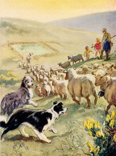 Border Collie Herding, Herding Dogs Breeds, Sheep Illustration, Sheep Paintings, Dog Sketch, Farm Art, Border Collie Dog, Herding Dogs, Collie Dog