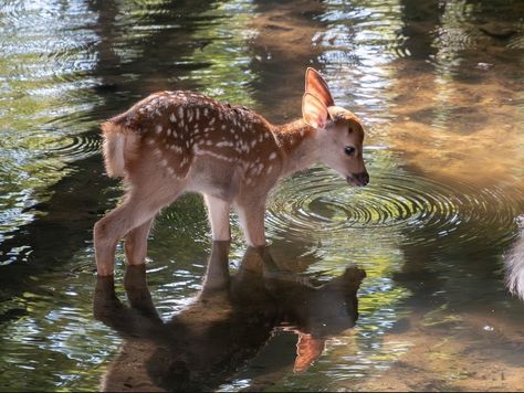 Animal References, Pretty Animals, Silly Animals, Baby Deer, Nature Aesthetic, Cute Little Animals, 귀여운 동물, Spirit Animal, Beautiful Creatures