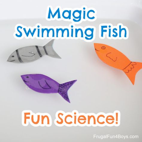 STEM Activities Archives - Frugal Fun For Boys and Girls Animal Science Activities, Rainbow Fish Activities, Science Experiments Kids Preschool, Scuba Vbs, Steam Kids, Animals Crafts, Ocean Theme Preschool, Science For Toddlers, Fish Theme