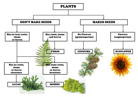 Page 1 of 1 Classifying Plants, Botany Lessons, Plant Lessons, Biology Plants, Dichotomous Key, Plants Worksheets, Plant Classification, Biology Lessons, Paper Plants