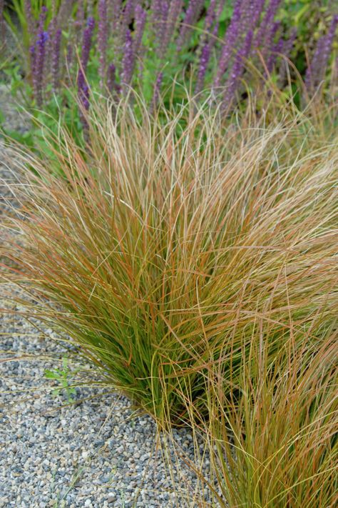 Carex testacea - Orange Sedge Plant Encyclopedia, Seaside Garden, Hillside Landscaping, Backyard Flowers, Grasses Landscaping, Grasses Garden, The Gardener, Rock Garden Landscaping, Square Foot Gardening