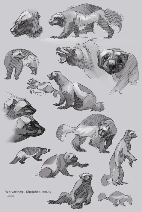 Wolverine Animal, Wolverine Art, Animal Study, Sailor Neptune, Sketch Inspiration, Animal Sketches, Arte Fantasy, Arte Animal, Drawing Videos