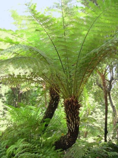 Australian Tree Fern, Dicksonia Antarctica, Australian Trees, Gravel Landscaping, Ferns Garden, Tropical Painting, Bright Sunshine, Tree Fern, Palm Plant