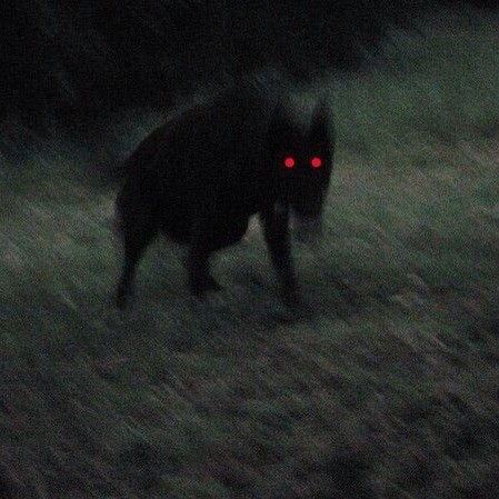 Creepy Dog, Red Eyes, Black Dog, Audio, The World, Music, Red, Black