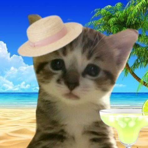 #discord #nitro #giveaway #icon #roblox #server #anime #beach #summer #pfp #bright #ocean #island #fun #matching #cute #kawaii #july #coconut Cat At Beach, Summer Cats, Beach Cat, Easter Cats, Emotes Discord, Summer Cat, Funny Looking Cats, Cat Summer, Names Girl