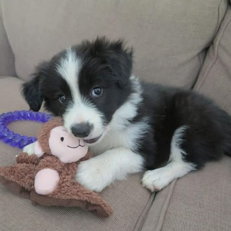 Black And White Border Collie, Black And White Border, Border Collie Puppy, White Border Collie, Collie Puppy, Collie Puppies, Border Collie Puppies, Herding Dogs, Border Collie Dog