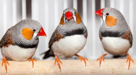 This small finch has the power to turn most people into lifelong canary enthusiasts. Zebra Finches, Australian Parrots, Talking Parrots, Zebra Finch, Finches, Pet Bird, Small Birds, Japanese Tattoo, Bird Species