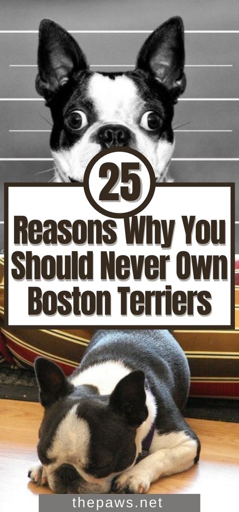 Boston Terriers are monsters. We are warning you not to adopt this dog breed. You deserve better! Here are 25 Reasons Why. Boston Terrier Puppies, Red Boston Terriers, English Terrier, Boston Terrier Pug, Miniature Boston Terrier, Boston Terrier Rescue, Boston Terrier Funny, Boston Terrier Lover, Terrier Breeds