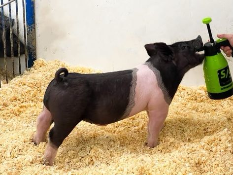 Livestock Pictures, Showing Pigs, Stock Aesthetic, Show Pigs, Livestock Animals, Livestock Photography, Livestock Showing, Livestock Judging, Pig Showing