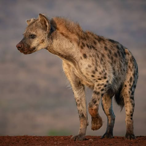 Spotted Hyena (Crocuta crocuta) / Hyène tachetée / Image by Ortwin Khan from 500px Were Hyena, Hyena Reference Photo, Hyenas Aesthetic, Spotted Hyena Art, Spotted Hyena Aesthetic, Spotted Hyena Tattoo, Spotted Hyena Photography, Hyena Side View, Hyena Side Profile