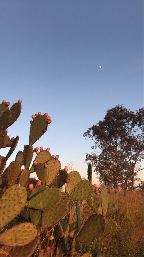 Wallpaper Vaquero, Alucin Aesthetic, Rancho Aesthetic, Ranch Wallpaper, New Mexico Aesthetic, Mexican Desert, Latina Aesthetic, Chicano Love, Horse Wallpaper