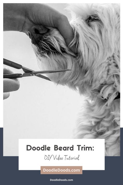 Golden Doodle Grooming Tips, How To Groom A Labradoodle At Home, How To Groom A Goldendoodle At Home, Grooming Doodles At Home, Diy Doodle Grooming, Grooming Dogs At Home, Doodle Face Grooming, Doodle Haircuts, Doodle Cuts