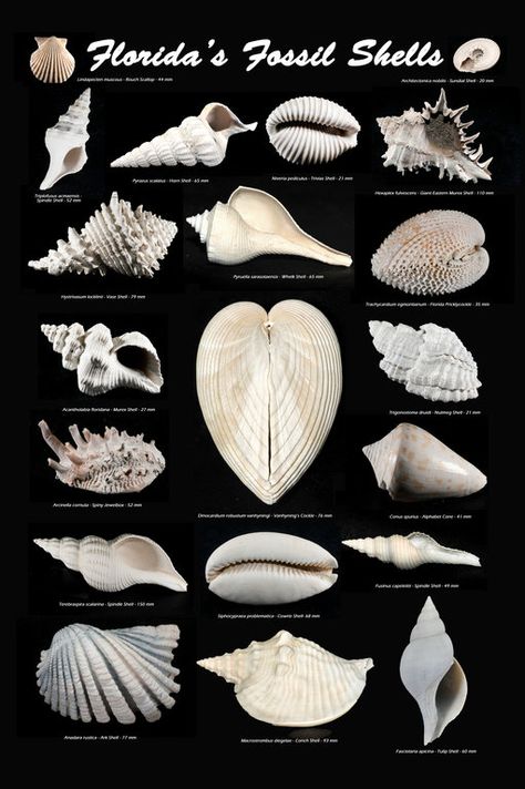 Seashell Identification, Florida Seashells, Sea Shells Diy, Types Of Shells, Fossil Hunting, Ocean Treasures, Sea Crafts, Shell Crafts Diy, Shell Ornaments