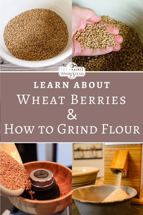 Wheat Berries Flour, The Prairie Homestead Recipes, Grinding Wheat Berries, How To Grind Your Own Wheat, Making Flour From Wheat, Grinding Your Own Spices, Wheat Berry Flour Recipes, How To Make Flour From Wheat, Grind Your Own Flour