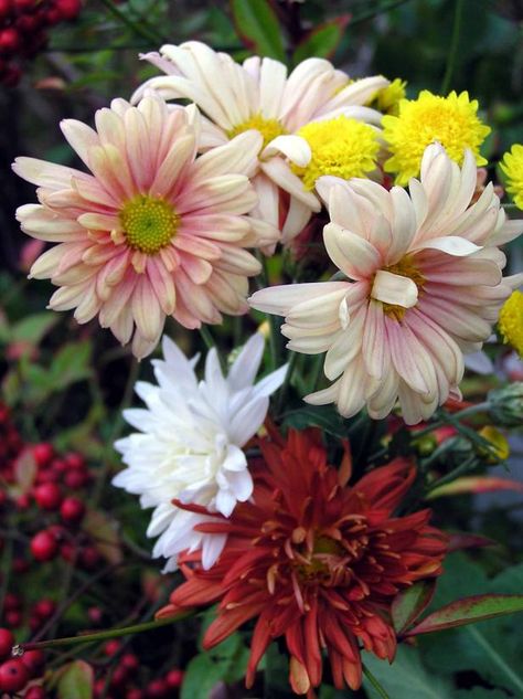 Perennial Mums, Planting Mums, Mum Flower, Garden Mum, Planting For Kids, Hgtv Garden, Mums Flowers, Popular Flowers, Chrysanthemum Flower