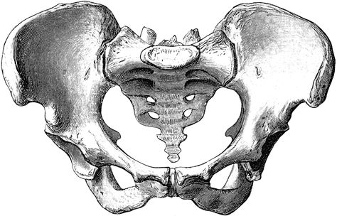 Pelvis | Female Pelvis | ClipArt ETC Female Pelvis Tattoo, Female Pelvis Drawing, Pelvis Bone Tattoo, Pelvis Sketch, Pelvis Drawing Anatomy, Hip Bone Drawing, Female Pelvis Anatomy, Pelvis Drawing, Skeleton Pelvis