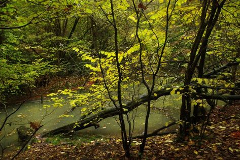 Sherrardspark Wood is a 185-acre site in Hertfordshire. It is an ancient woodland consisting mainly of sessile oak and hornbeam. Sessile Oak, British Woodland, Ancient Woodland, Body Poses, Country Roads, England, Forest, Road, Wood