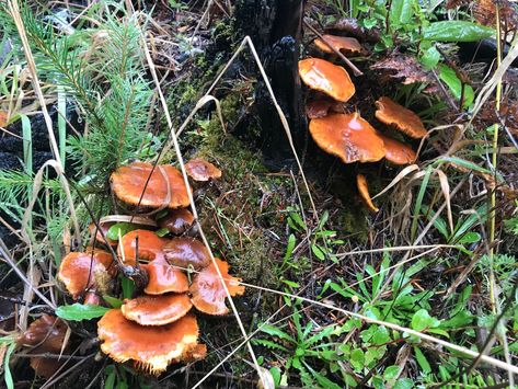 The best tips for edible mushroom hunting in Oregon Oregon Mushrooms, Mushroom Board, Edible Wild Mushrooms, Wild Mushroom Recipes, Lobster Mushroom, Cauliflower Mushroom, Mushroom Foraging, Manifesting 2024, Mushroom Identification