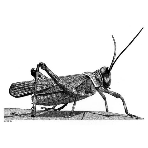 Grasshopper by Scott Woyak.  Drawn from this photo by jvverde. Pen And Ink Drawings, Stippling Art, Insect Tattoo, Fish Artwork, Butterfly Illustration, Illustration Pen And Ink, Desenho Tattoo, Insect Art, The Wing