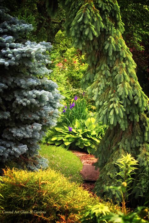 Picea glauca 'Pendula' and Picea pungens 'Montgomery' Pine Landscape, Picea Pungens Glauca, Picea Glauca, Pine Garden, Picea Pungens, Conifers Garden, Unique Trees, Home Landscaping, Woodland Garden