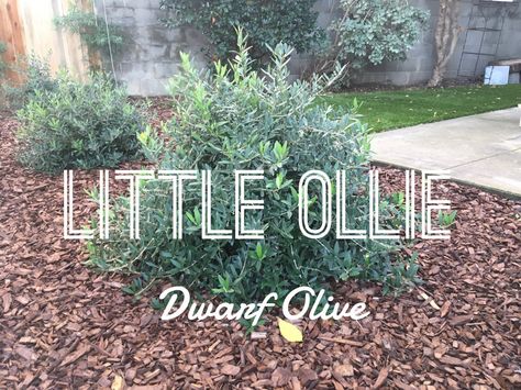 Let’s learn about some awesome plants – Little Ollie Olive Tree - Oh The Places You'll Grow Mediterranean California Landscape, Sweet Olive Tree Landscaping, Sweet Olive Bush, Backyard Landscaping Mediterranean, Olive Tree Privacy Screen, Mediterranean Curb Appeal, Little Ollies Landscaping, Olive Bush Landscaping, Drought Tolerant Trees California