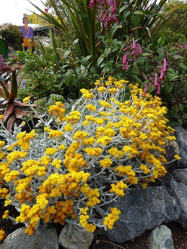 Chrysocephalum apiculatum 'Silver Sunburst' | plant lust Sustainable Garden Design, Colorful Backyard, Dry Gardens, Plant Reference, Yard Plants, Native Gardens, Australian Native Garden, Australian Plants, Dry Garden