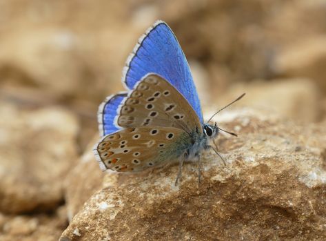 Adonis Blue: Polyommatus bellargus - Both the Dorsal-side [Partially] and the Ventral-side of the wings are visible in this beautiful image Adonis Butterfly, Adonis Blue Butterfly, Drawing Insects, Flying Flowers, Painting And Drawing, The Wings, Blue Butterfly, Beautiful Butterflies, Beautiful Images