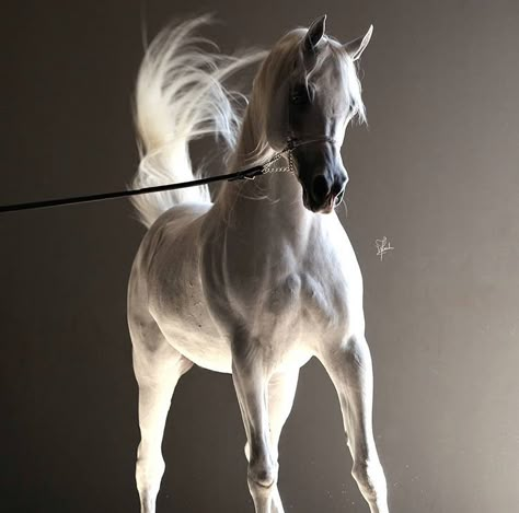 Cai Arabi, Arabic Horse, Arabian Horse Art, Arab Horse, Beautiful Arabian Horses, Gorgeous Horses, Horse Wallpaper, Most Beautiful Horses, Most Beautiful Animals