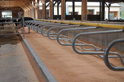 Cow Shed Design, Pig Sty, Cattle Housing, Cow Hooves, Cow Shed, Cow House, Barn Layout, Cattle Farm, Cattle Barn